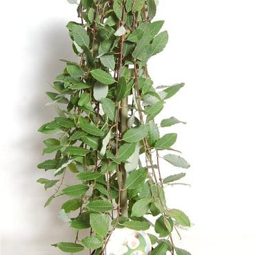 Salix caprea 'Kilmarnock'