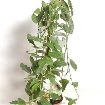 Salix caprea 'Kilmarnock'