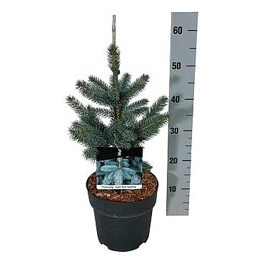 Picea pungens 'Super Blue Seedling'