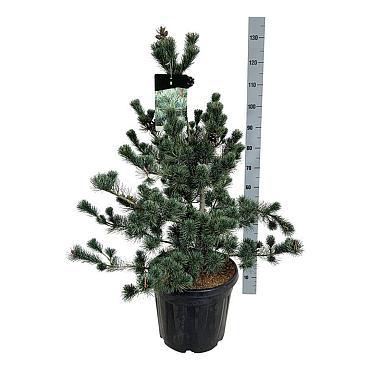 Pinus parviflora 'Negishi'