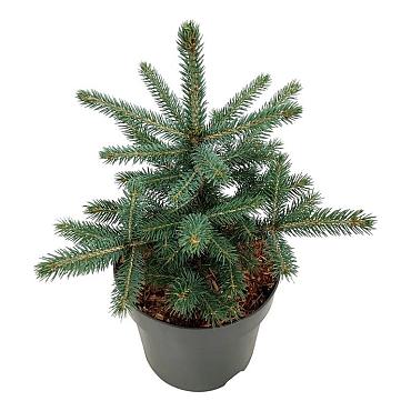 Picea pungens 'Super Blue Seedling'