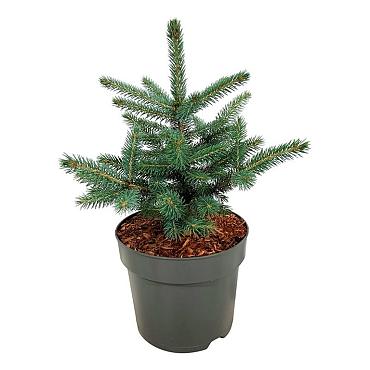Picea pungens 'Super Blue Seedling'