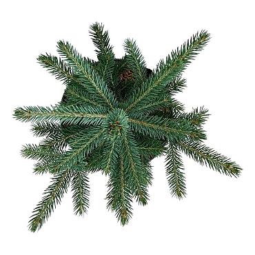 Picea pungens 'Super Blue Seedling'