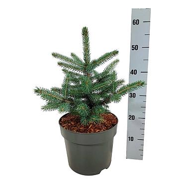 Picea pungens 'Super Blue Seedling'