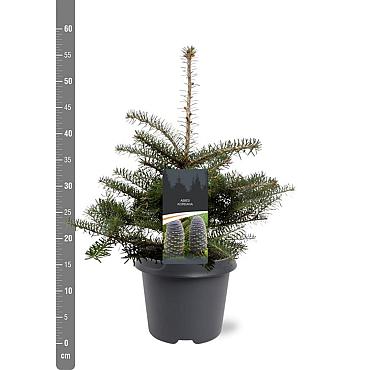 Abies koreana