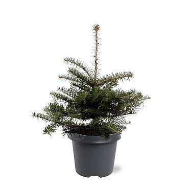 Abies koreana