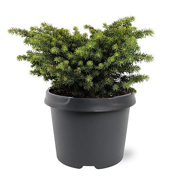 Picea abies 'Little Gem'