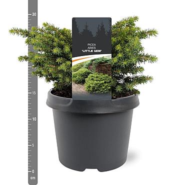 Picea abies 'Little Gem'