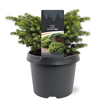 Picea abies 'Little Gem'