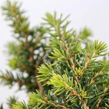 Picea abies 'Little Gem'