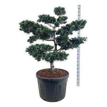 Pinus parviflora 'Negishi'