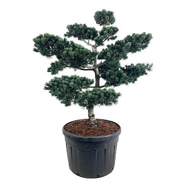 Pinus parviflora 'Negishi'