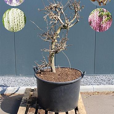 Wisteria sinensis 'Prolific'