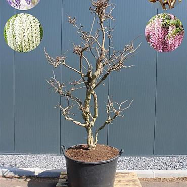 Wisteria sinensis 'Prolific'