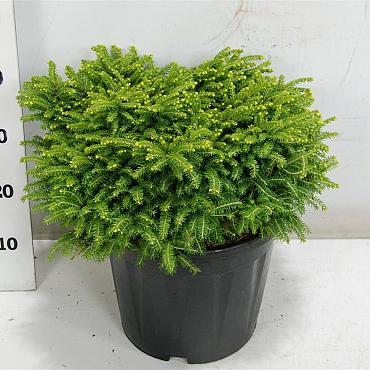 Picea abies 'Little Gem'