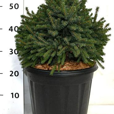 Picea glauca 'Echiniformis'