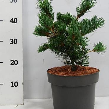 Pinus parviflora 'Negishi'