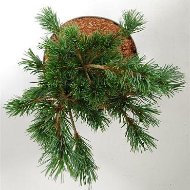Pinus parviflora 'Negishi'