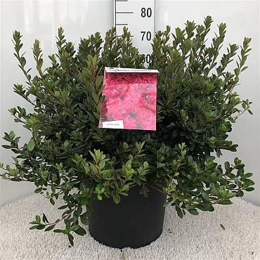 Rhododendron (AJ) 'Thierry'