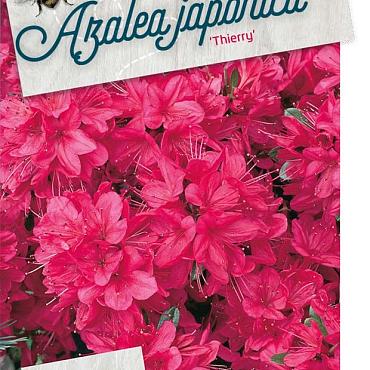 Rhododendron (AJ) 'Thierry'