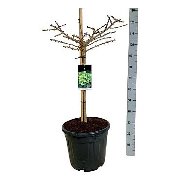 Ginkgo biloba 'Mariken'