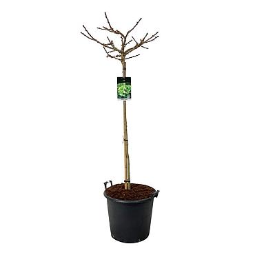 Ginkgo biloba 'Mariken'