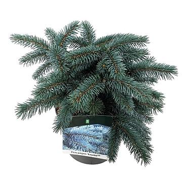 Picea pungens 'Karpaten'