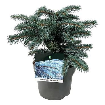 Picea pungens 'Karpaten'