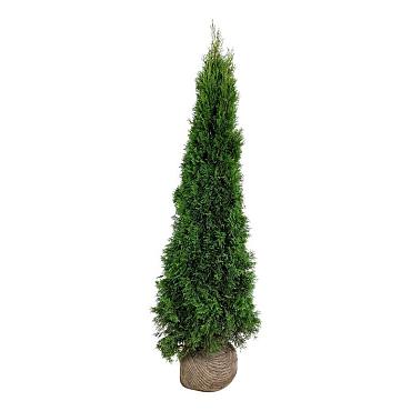 Thuja occ. 'Smaragd'