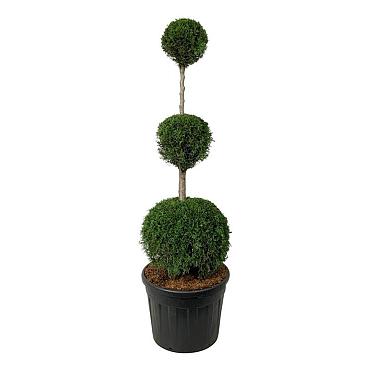 Thuja occ. 'Smaragd'