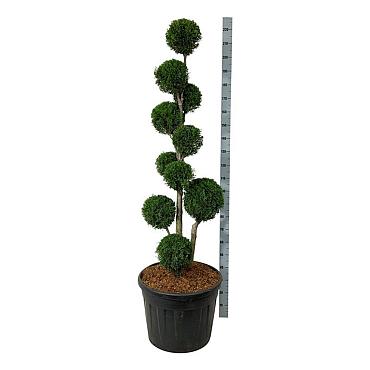 Thuja occ. 'Smaragd'