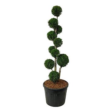 Thuja occ. 'Smaragd'