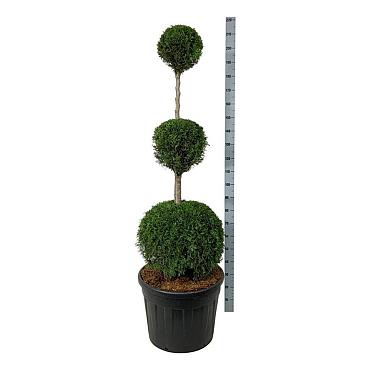 Thuja occ. 'Smaragd'