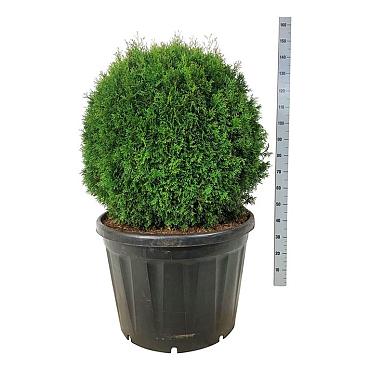 Thuja occ. 'Smaragd'