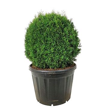 Thuja occ. 'Smaragd'