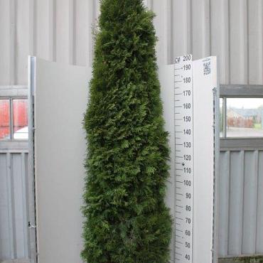 Thuja occ. 'Smaragd'