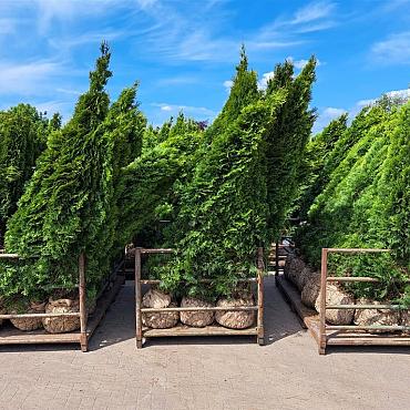 Thuja occ. 'Smaragd'