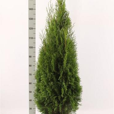 Thuja occ. 'Smaragd'