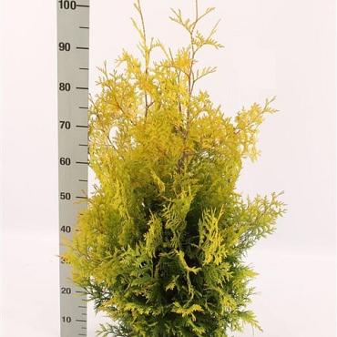 Thuja occ. 'Yellow Ribbon'