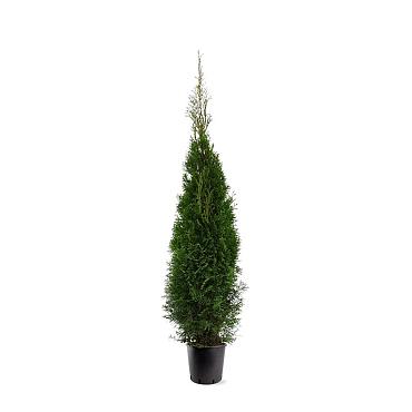 Thuja occ. 'Smaragd'