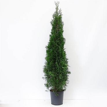 Thuja occ. 'Smaragd'