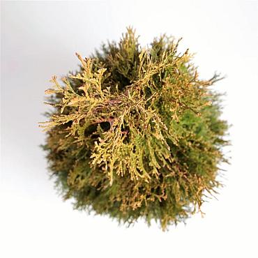 Thuja occ. 'Smaragd'