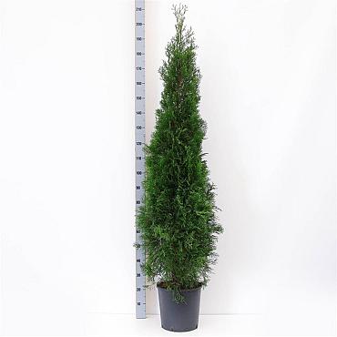Thuja occ. 'Smaragd'