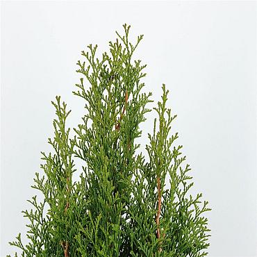 Thuja occ. 'Smaragd'