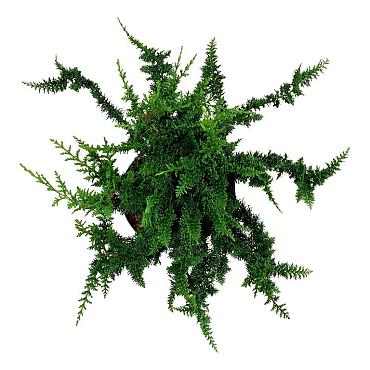 Chamaecyparis o. 'Teddy Bear'