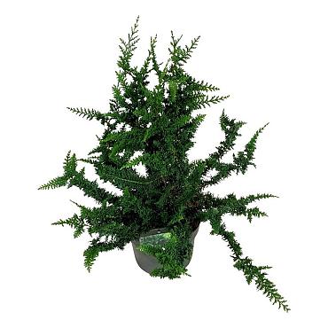 Chamaecyparis o. 'Teddy Bear'