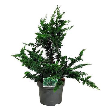 Chamaecyparis o. 'Teddy Bear'