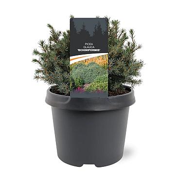 Picea glauca 'Echiniformis'