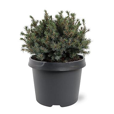 Picea glauca 'Echiniformis'