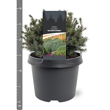 Picea glauca 'Echiniformis'
